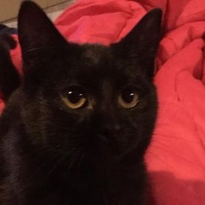 Meet your Posher, Chase